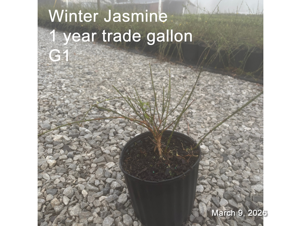 gallery/wj1yt g1 mar9.jpg